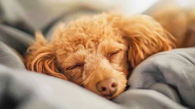 Sleeping Apricot Poodle Puppy Resting On Soft Bedding