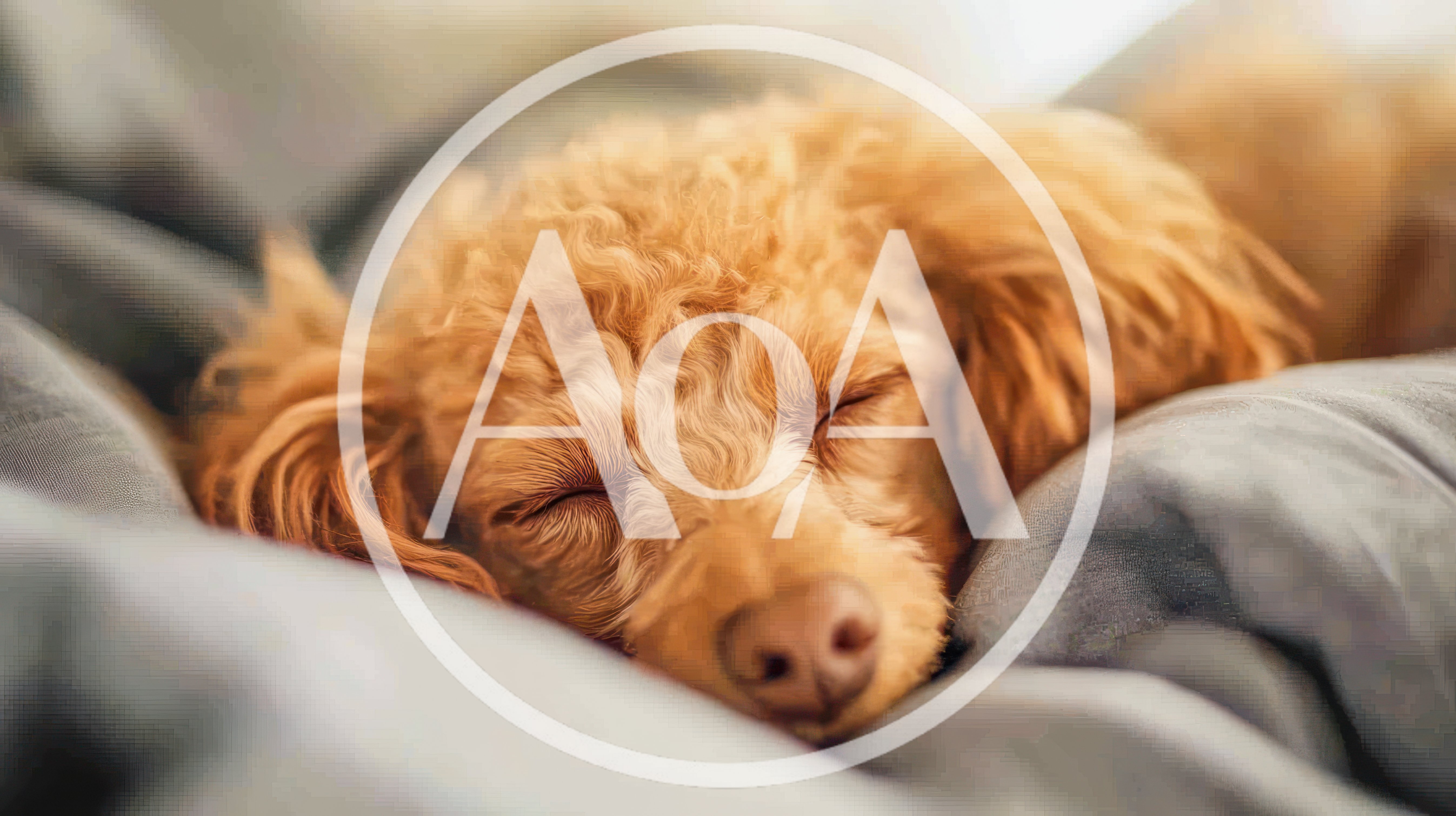 Sleeping Apricot Poodle Puppy Resting On Soft Bedding