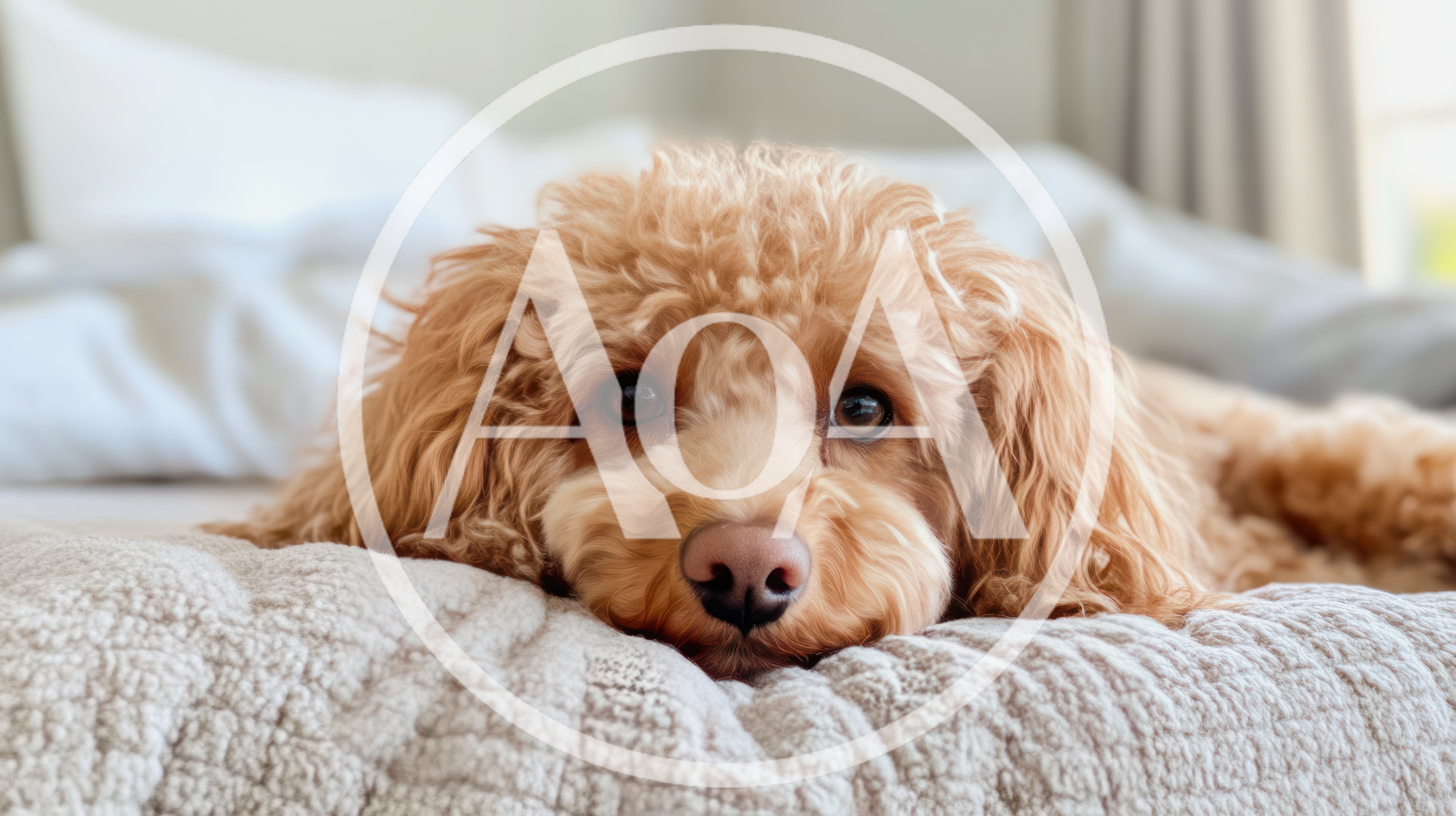 Adorable Goldendoodle Puppy Resting On A Bed