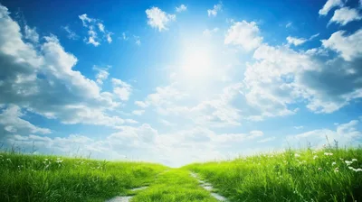 Sunny Meadow Path Under Bright Blue Sky