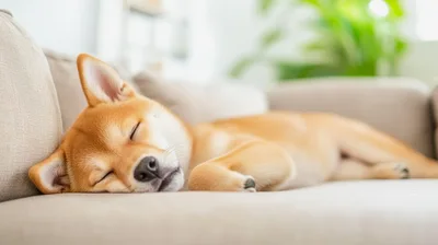Shiba Inu Puppy Sleeping Peacefully On A Sofa