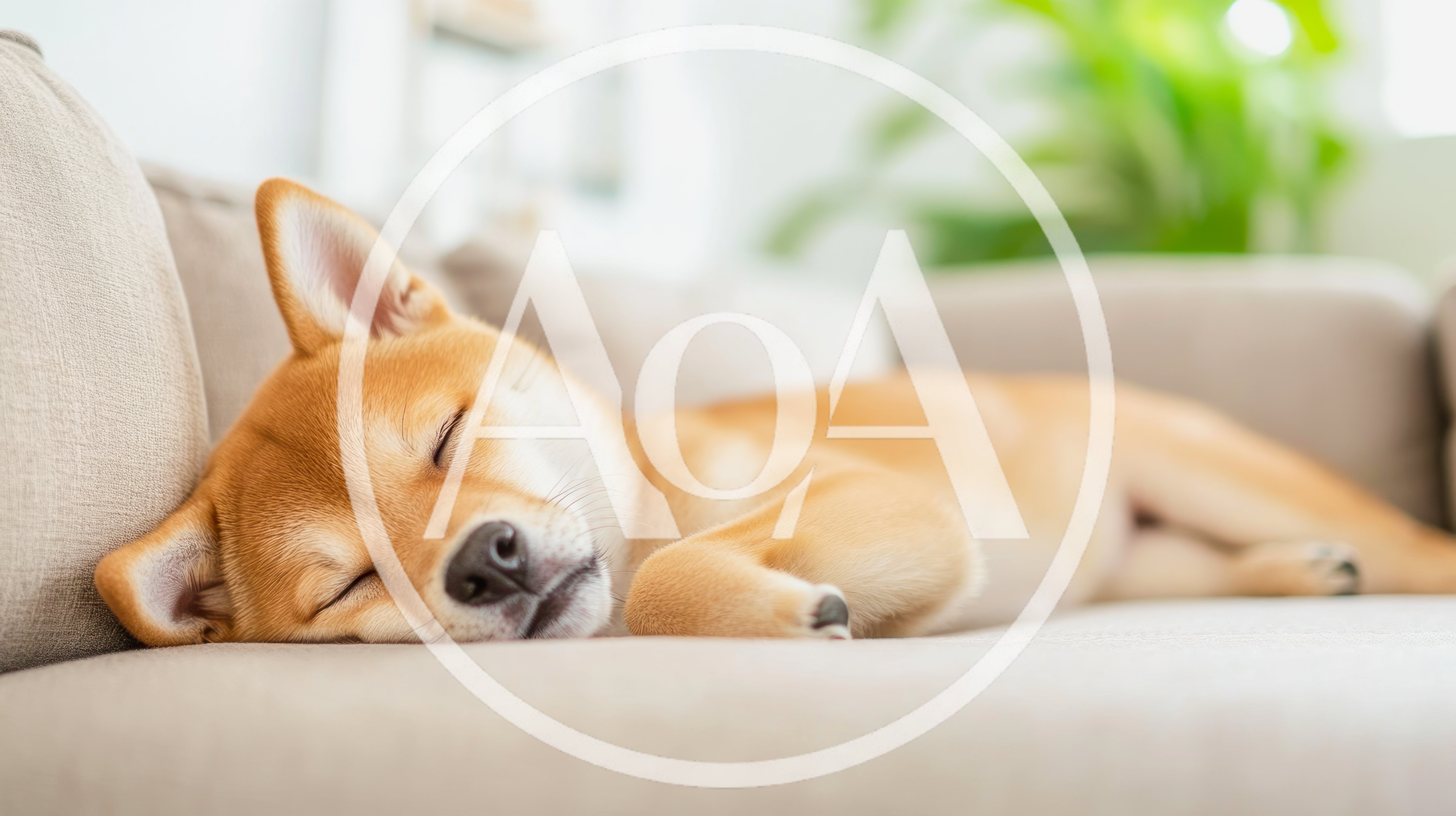 Shiba Inu Puppy Sleeping Peacefully On A Sofa