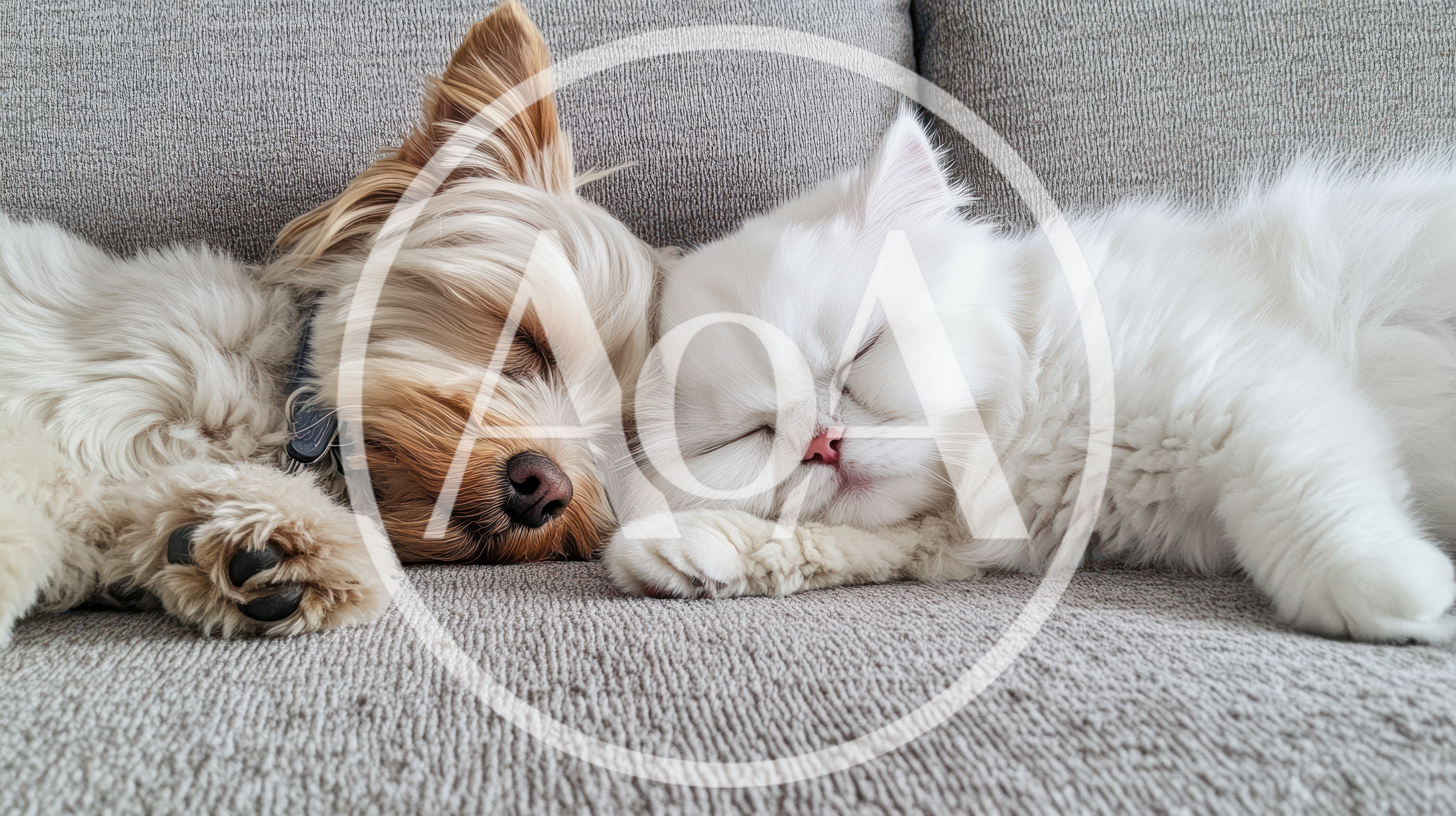 Yorkshire Terrier and White Persian Cat Sleeping Together