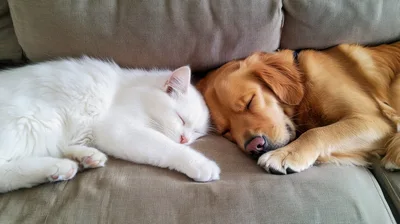 Golden Retriever and White Cat Sleeping Together on Sofa
