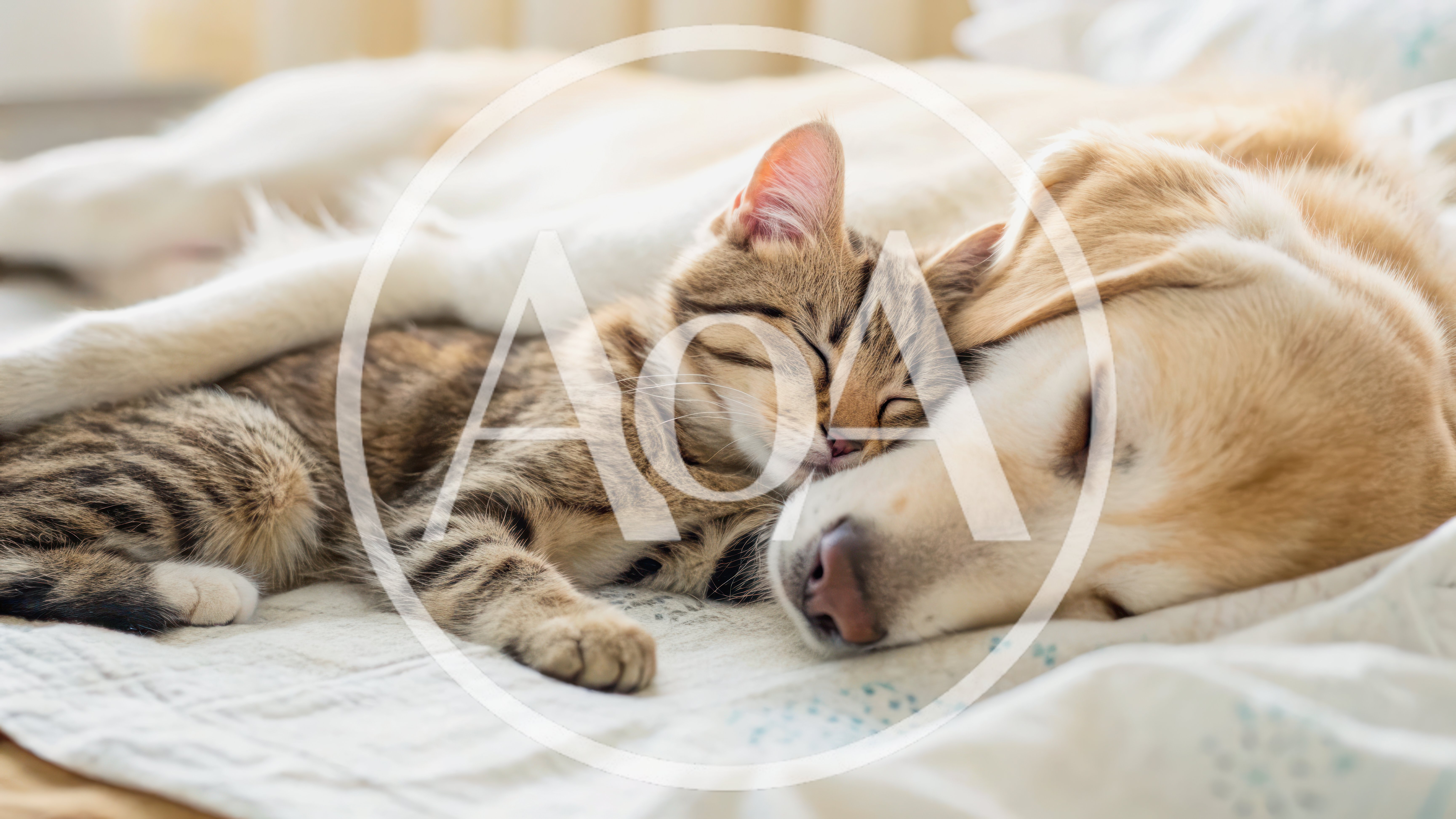 Tabby Kitten Sleeping With Golden Retriever Dog