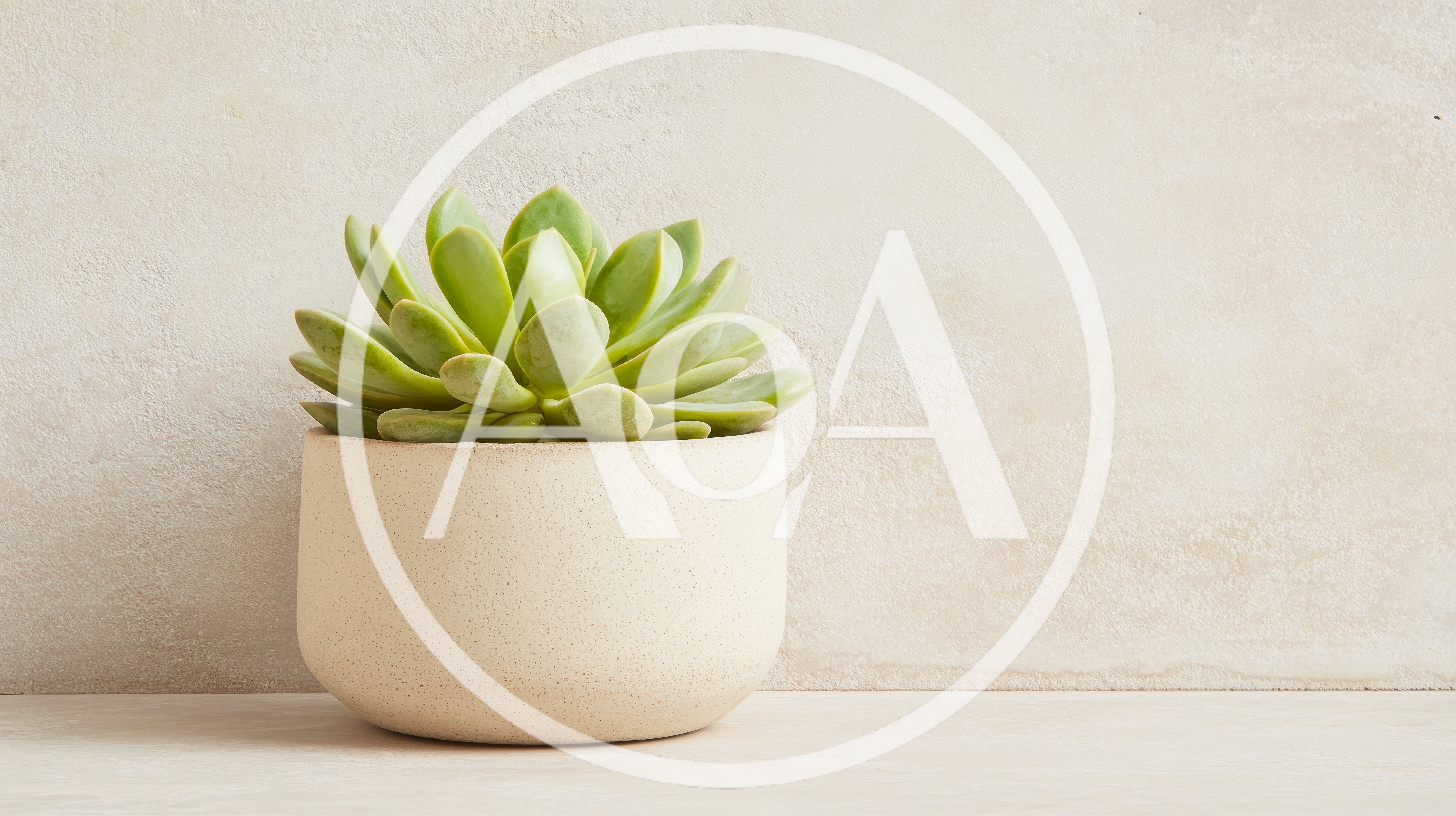Green Succulent Plant In A Minimalist Ceramic Pot