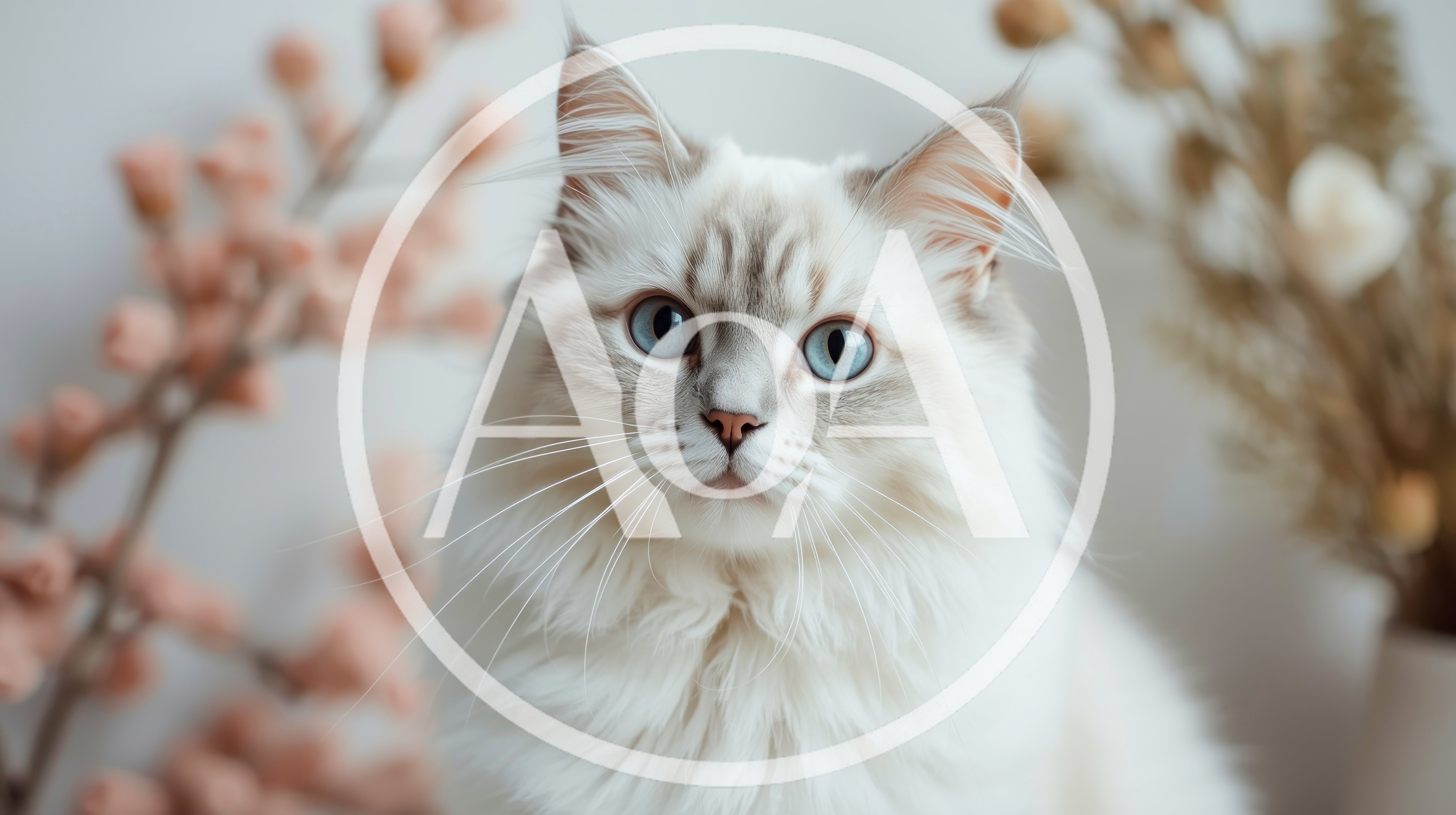 Portrait Of A Fluffy Ragdoll Cat With Blue Eyes