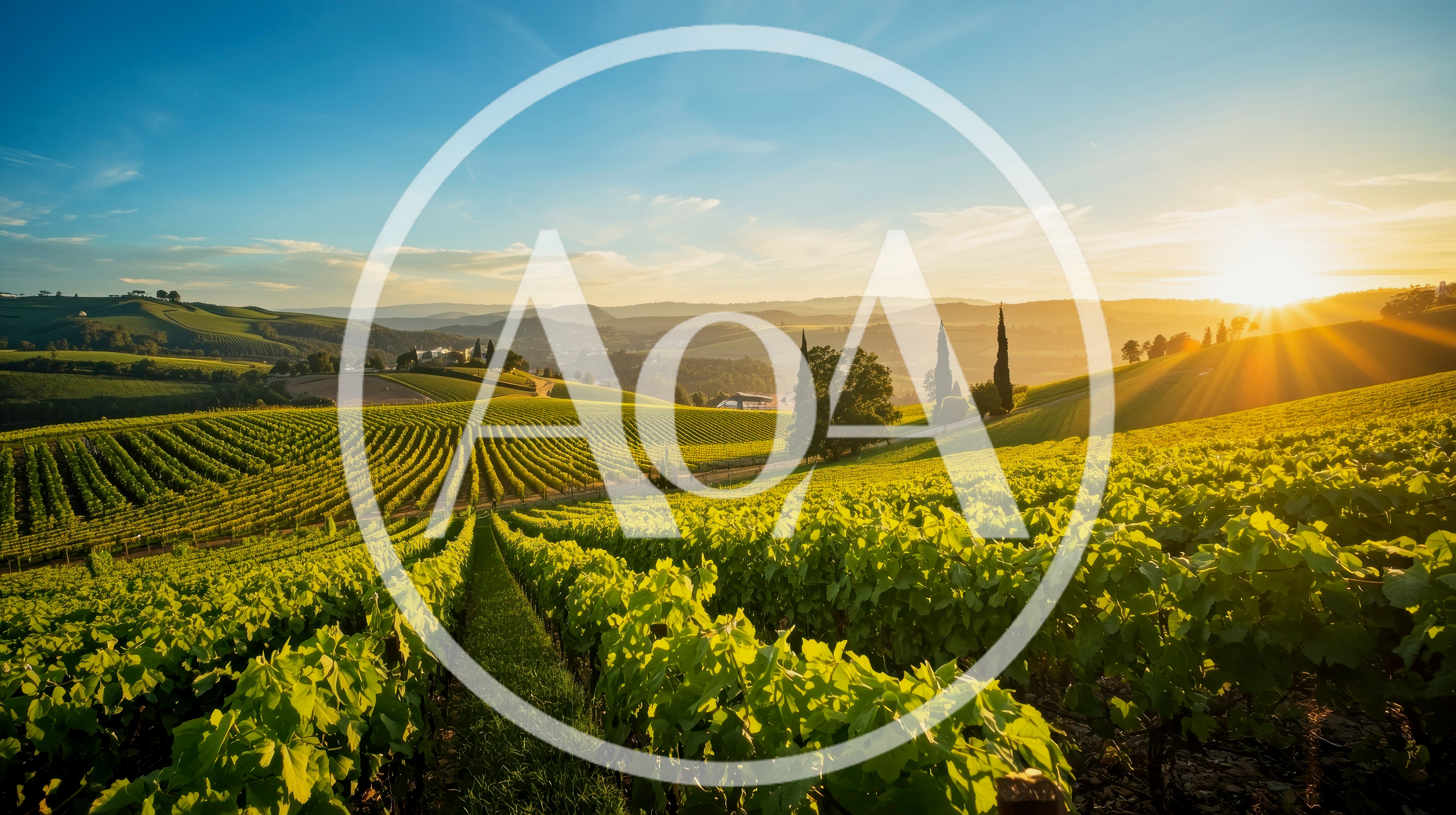 Sunlit Vineyard Landscape At Golden Hour