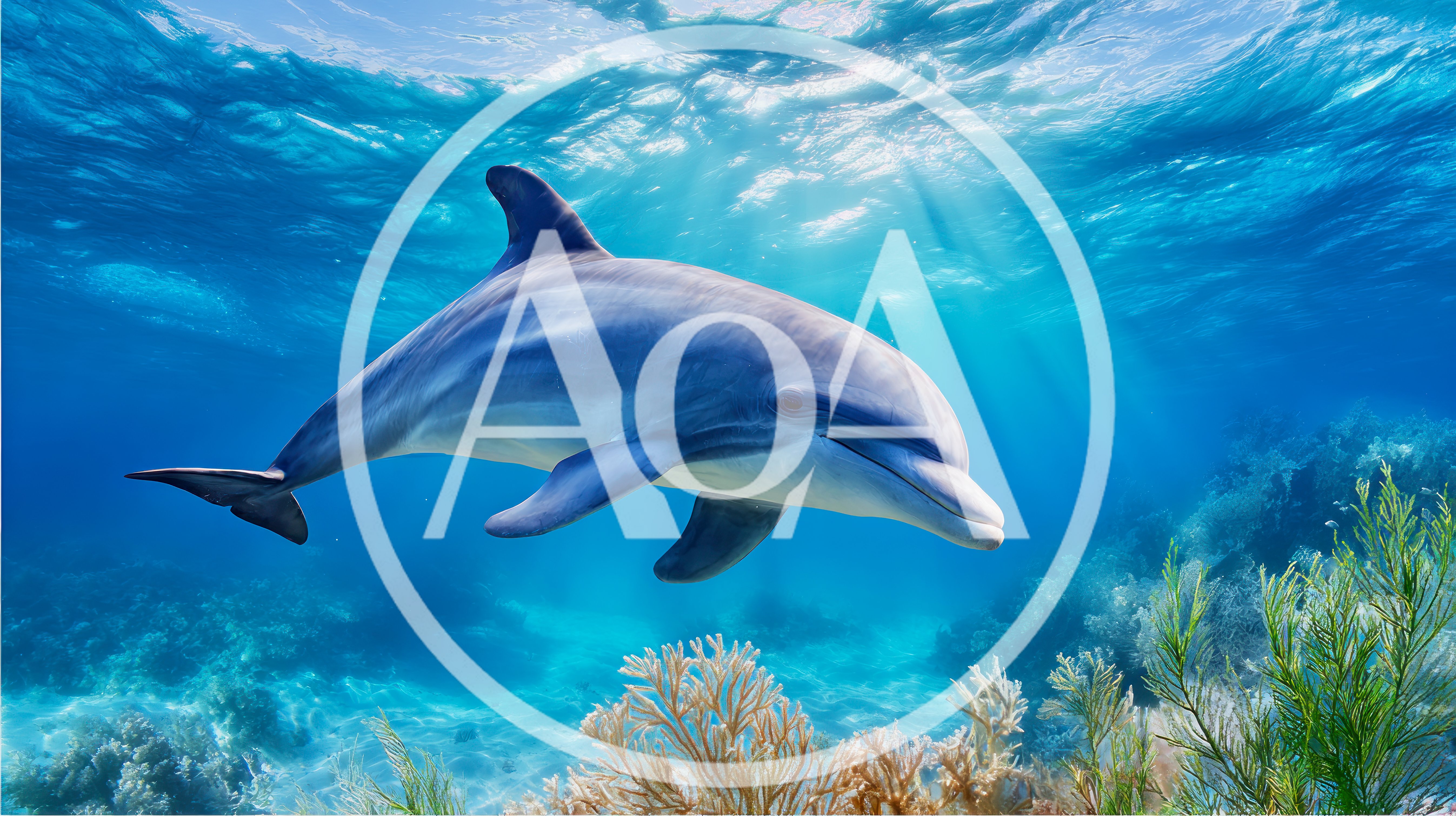 Bottlenose Dolphin Swimming Over A Vibrant Coral Reef