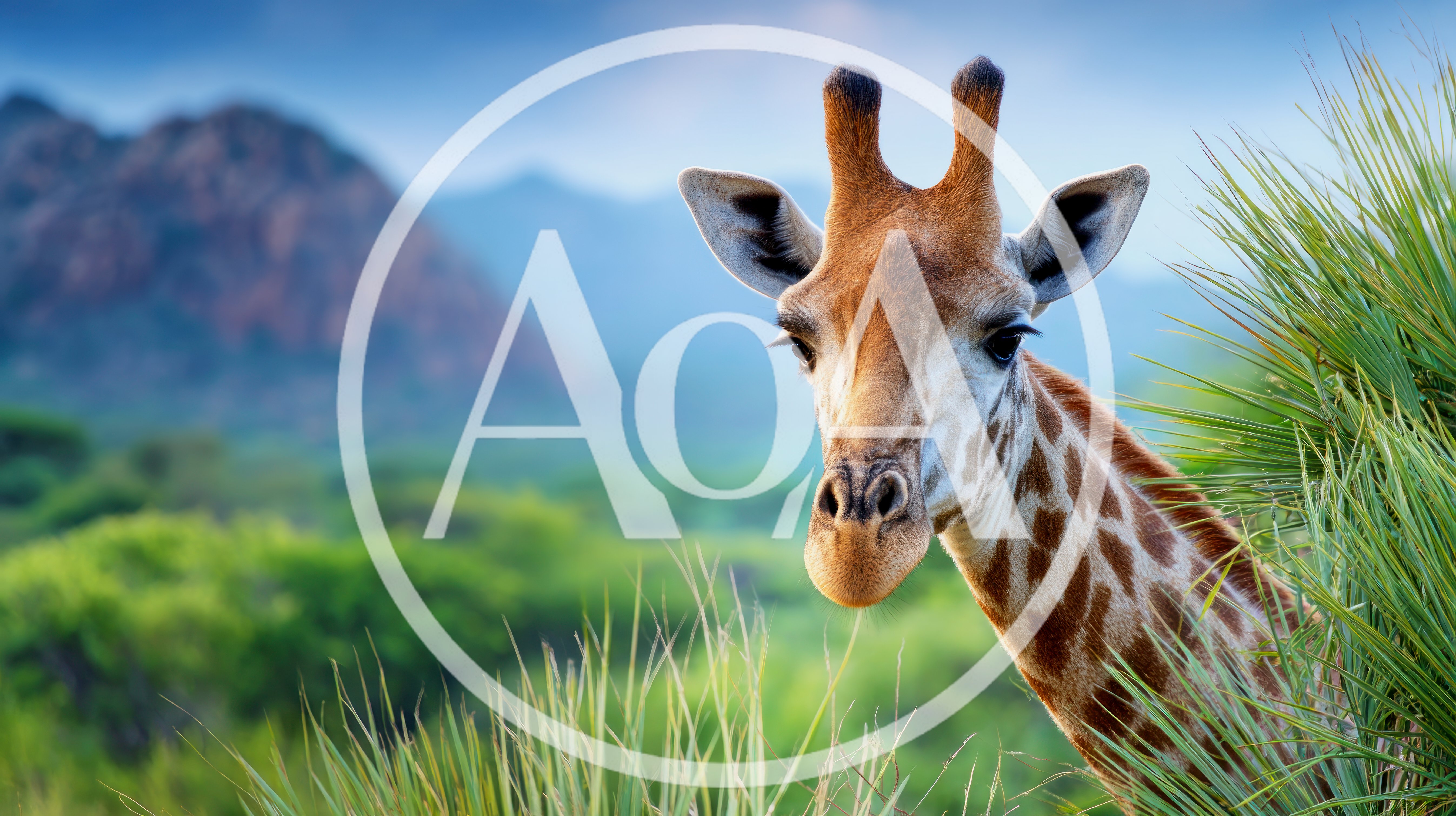 Close Up Portrait Of A Giraffe In The Wild