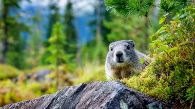 Alpine Marmot Peeking From Behind A Rocky Outcrop