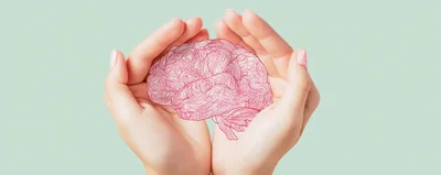 Human Hands Cupping A Stylized Red Line Art Brain