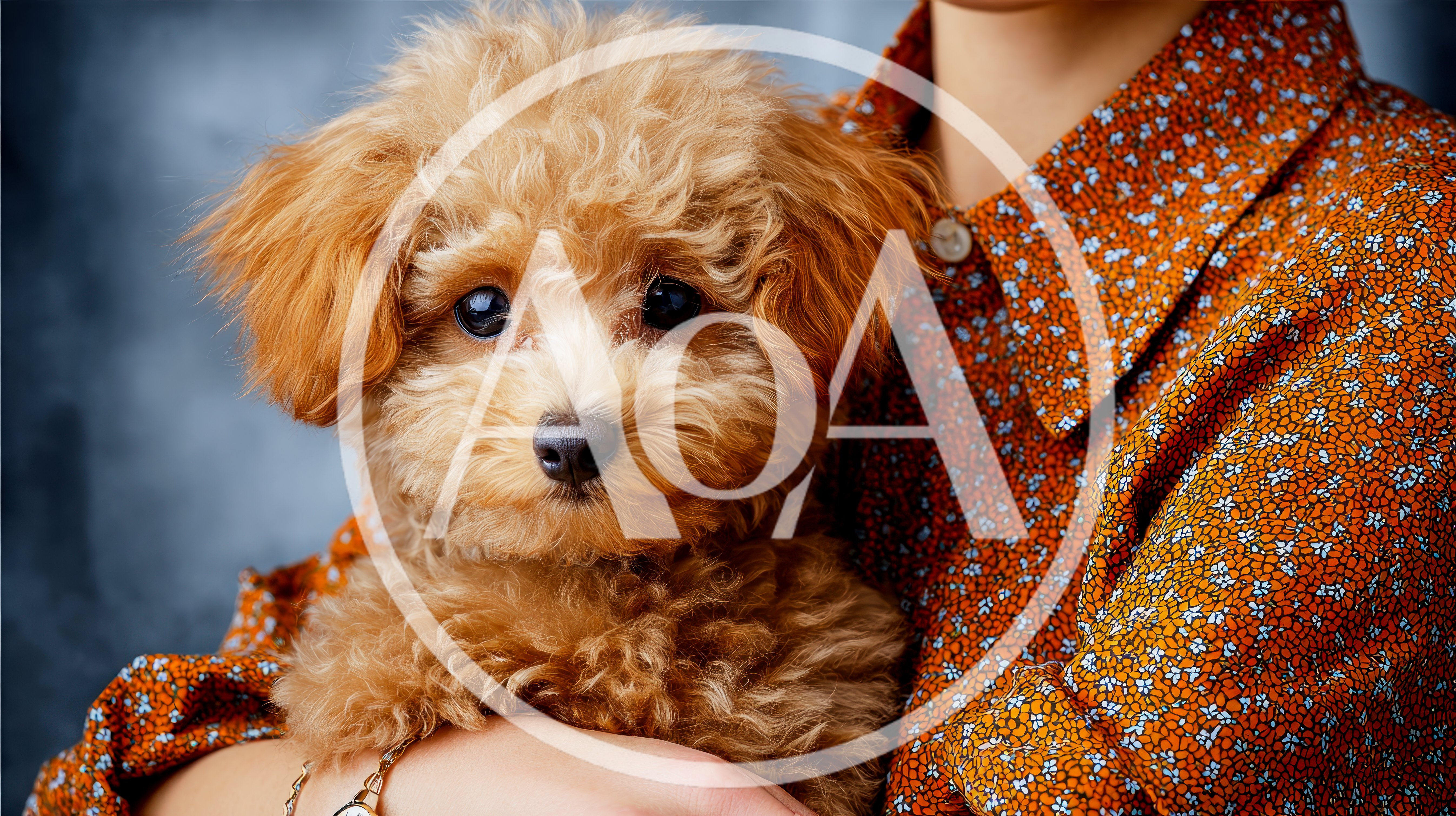 Person Holding A Fluffy Brown Toy Poodle Puppy