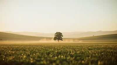 Solitary Oak Tree In A Misty Golden Field