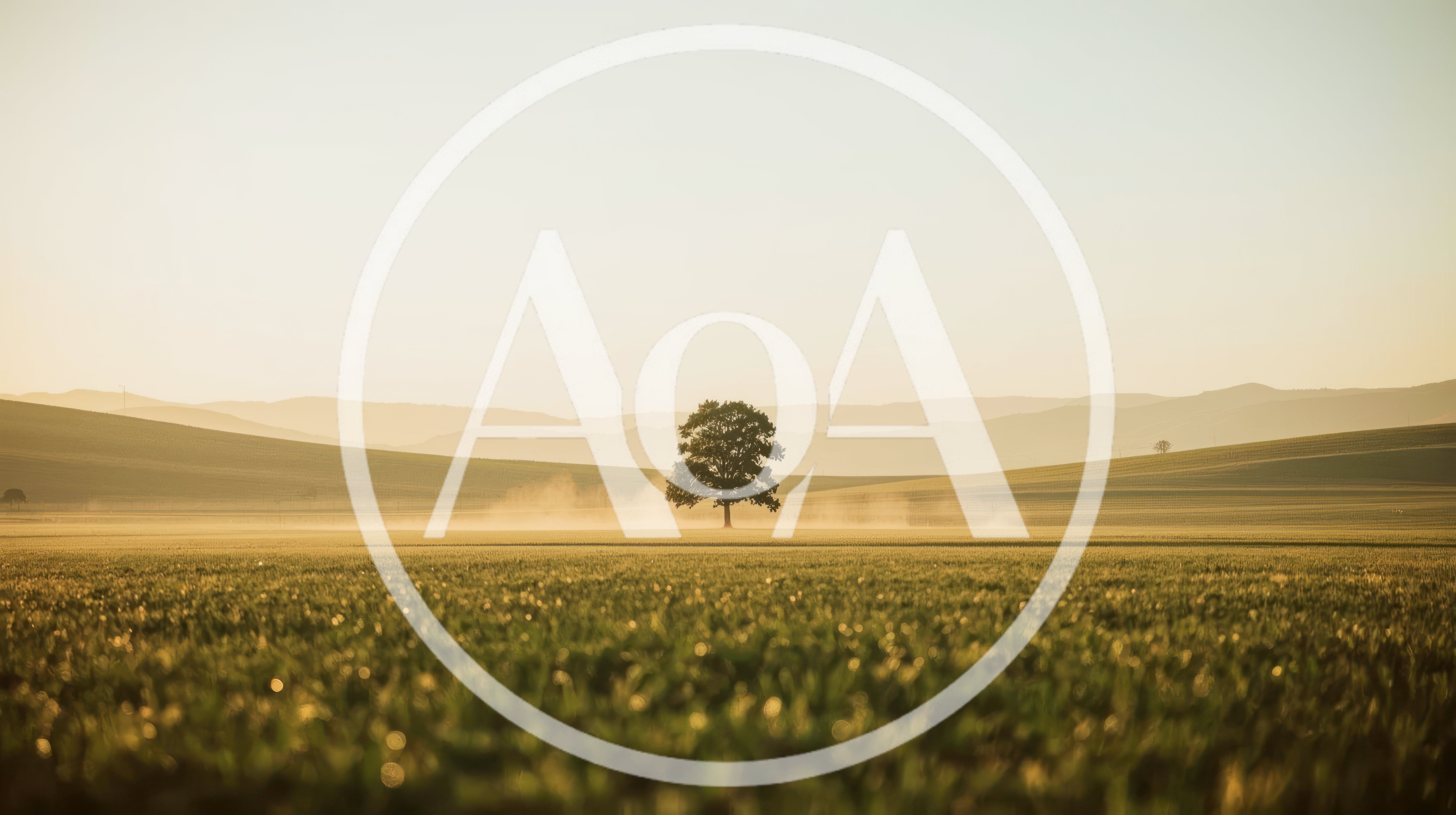 Solitary Oak Tree In A Misty Golden Field