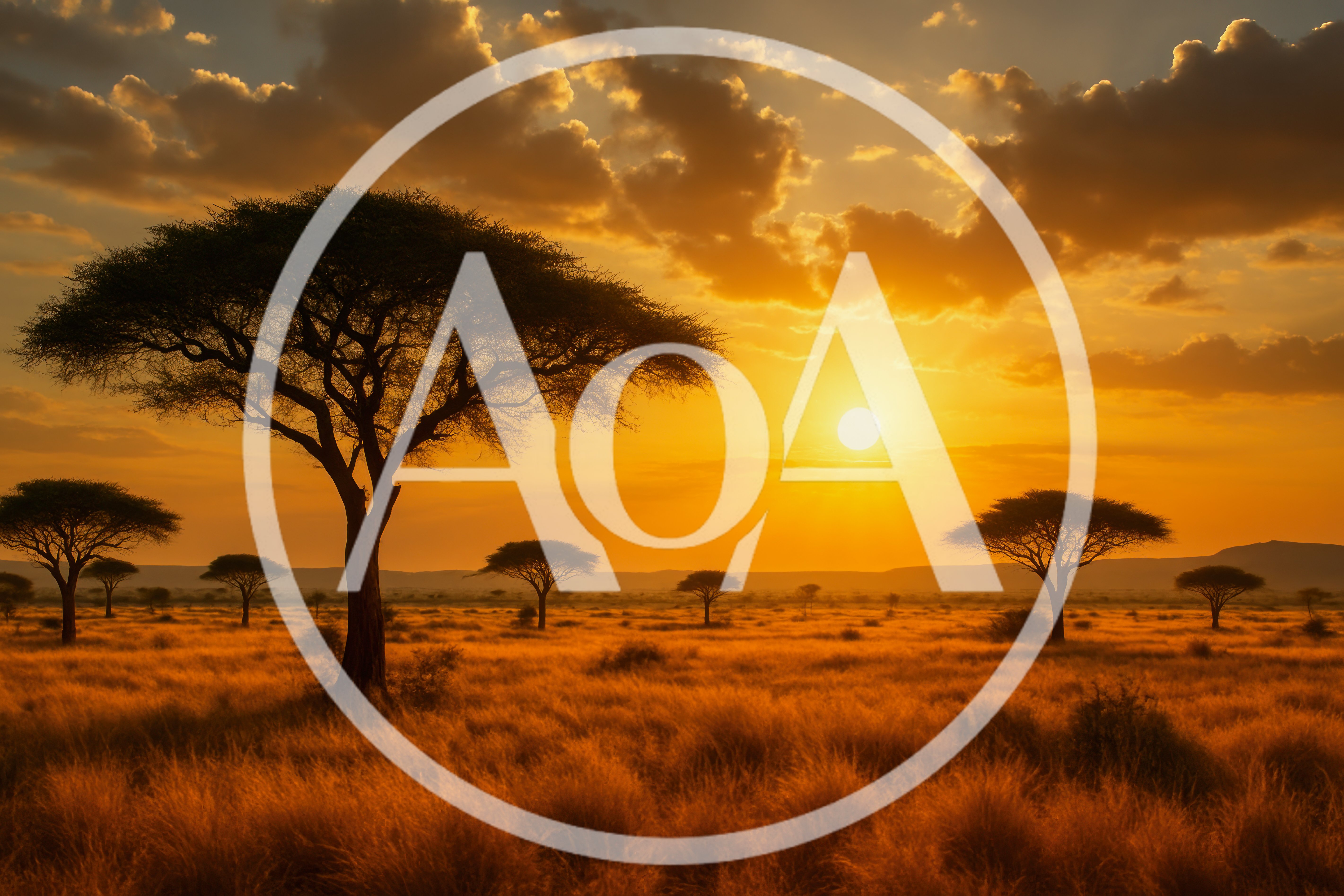 Acacia Trees In African Savanna At Sunset