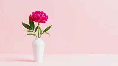 Single Pink Peony Flower In A White Vase