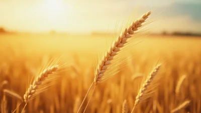 Golden Wheat Stalks Swaying In A Sunny Field