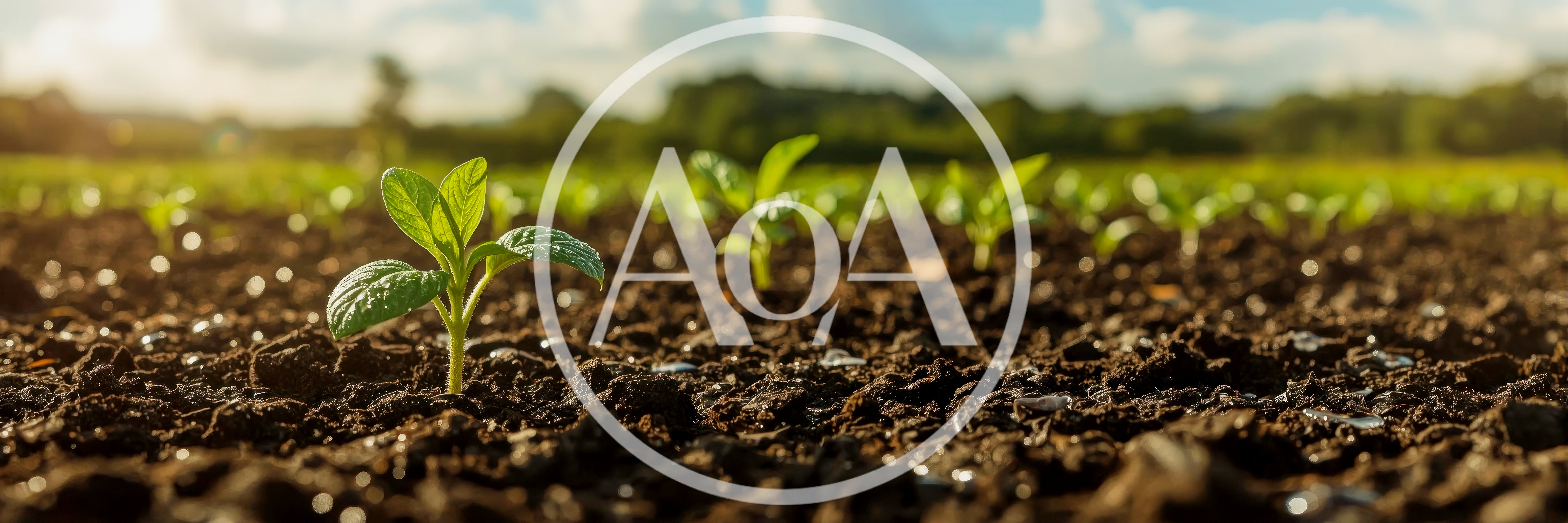 Young Green Seedlings Growing In Fertile Soil