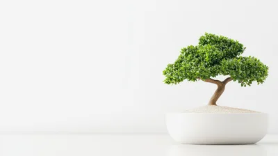 Small Bonsai Tree In A White Pot