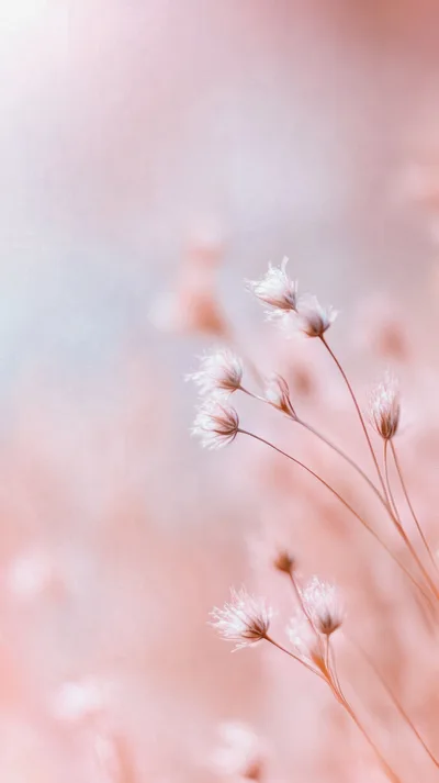 Delicate Dried Wildflowers Against A Soft Pastel Background