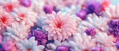 Soft Pastel Chrysanthemum Flowers Background