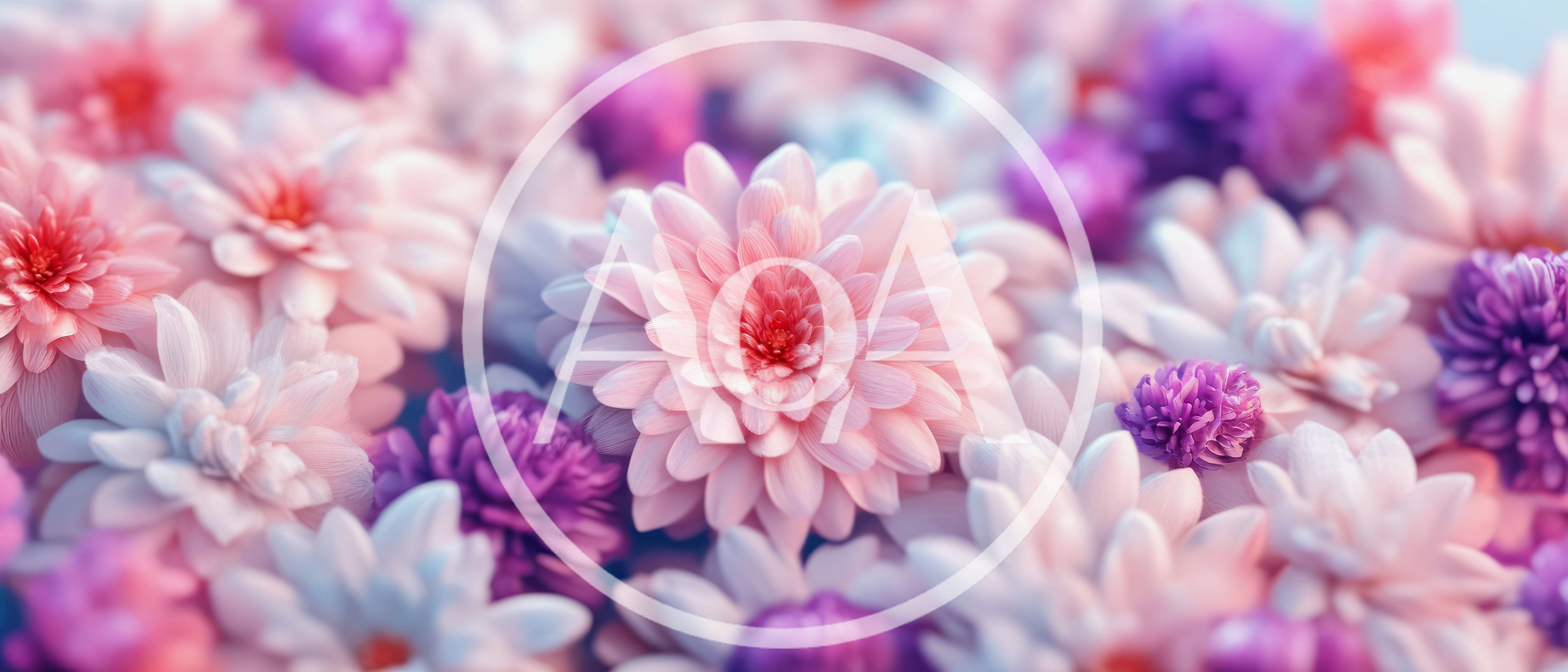 Soft Pastel Chrysanthemum Flowers Background