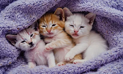 Three Cute Kittens Sleeping Together In A Purple Blanket