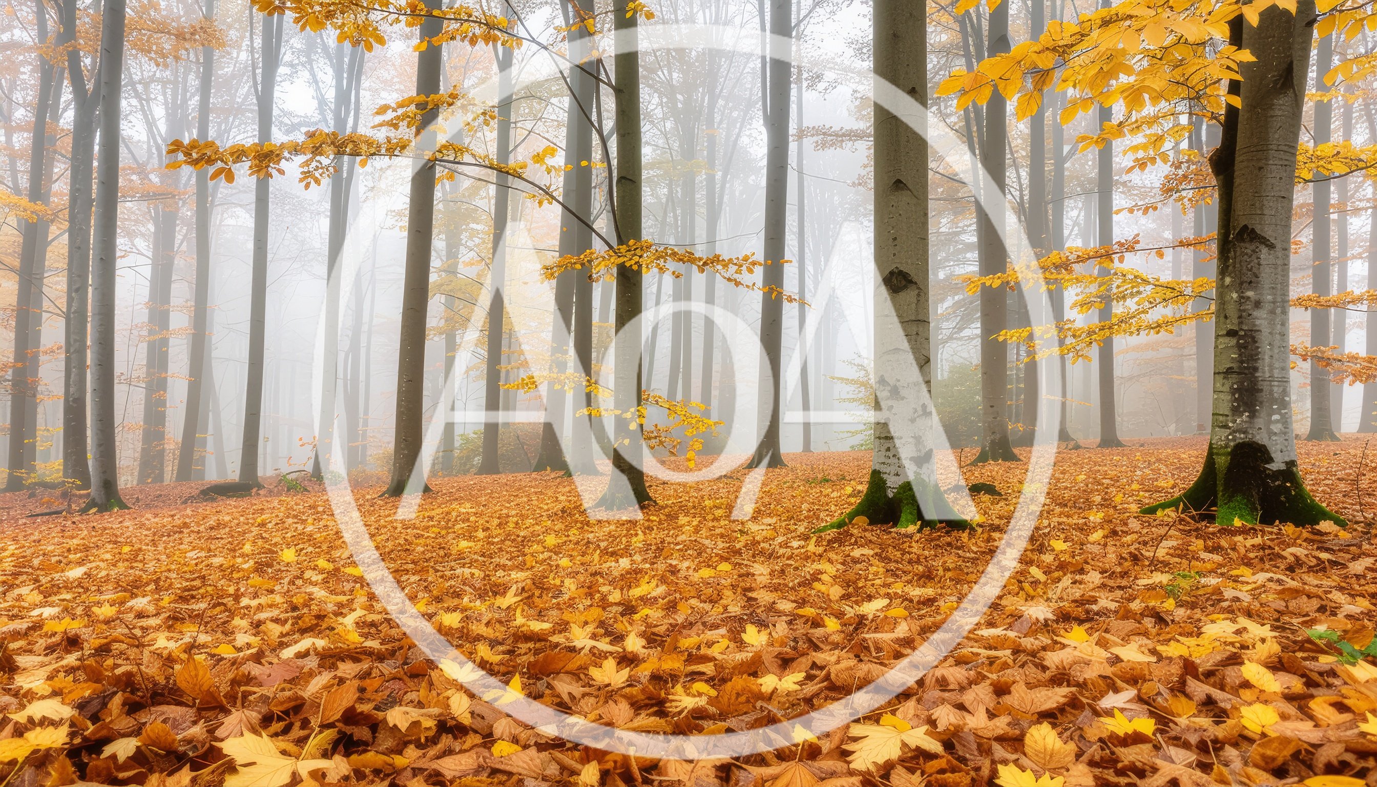 Misty Autumn Forest With Golden Fallen Leaves