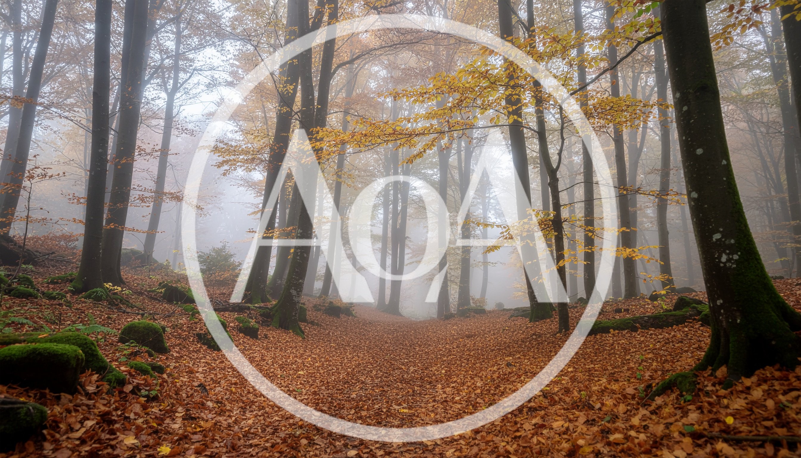 Misty Autumn Forest Path With Fallen Leaves