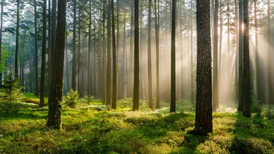 Sunlight Beams Through Tall Pine Trees In Forest