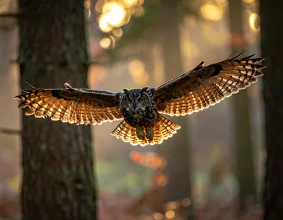 Great Horned Owl Flying Through Forest