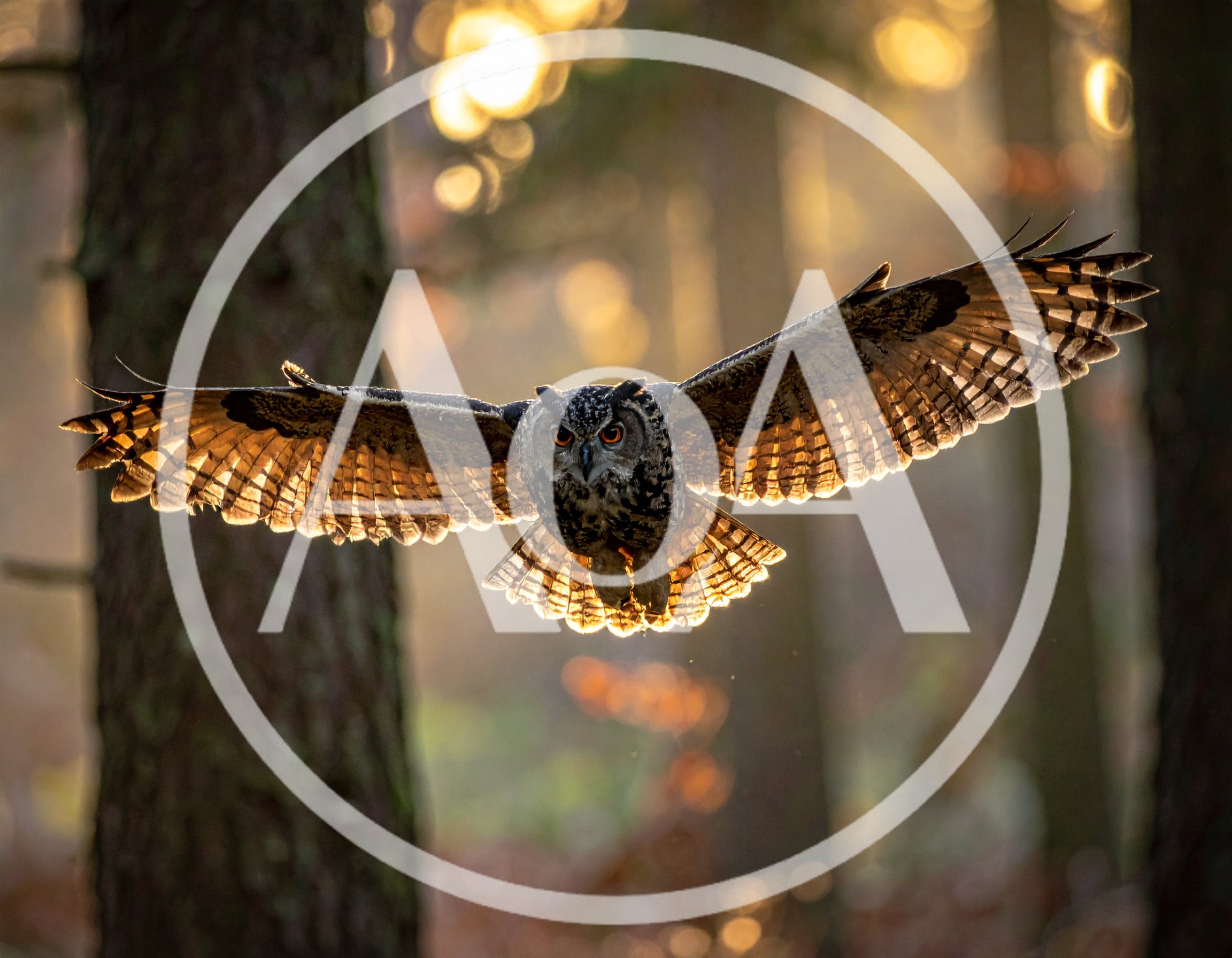 Great Horned Owl Flying Through Forest