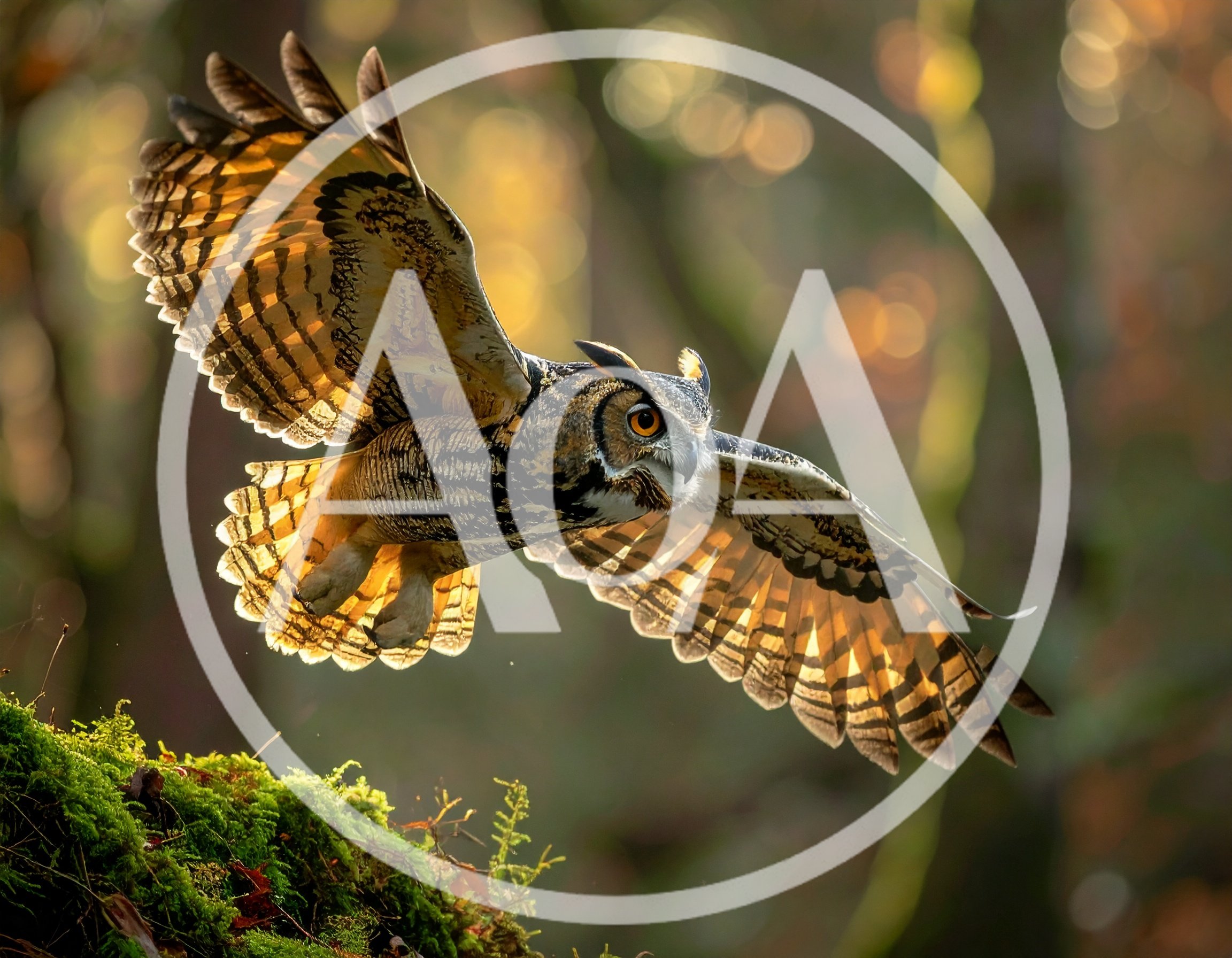 Great Horned Owl Taking Flight From Mossy Log