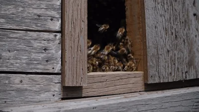 Honey Bees Entering And Exiting A Wooden Hive