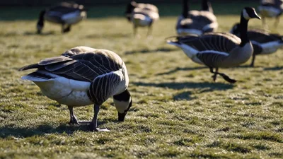 Canada Geese Grazing On Green Grass In Park