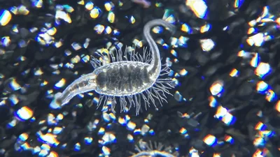 Microscopic Nauplius Larva Swimming In Water
