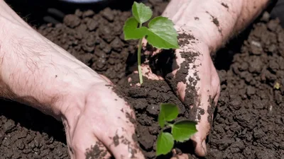 Hands Planting A Small Green Seedling In Soil