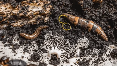 Beetles and Larvae Crawling on Soil with Fungi