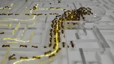 Ants Navigating A Transparent Maze To Reach Food