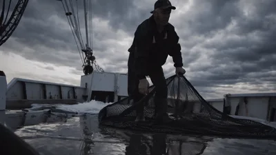 Fisherman Sorting Fresh Catch On Commercial Fishing Boat