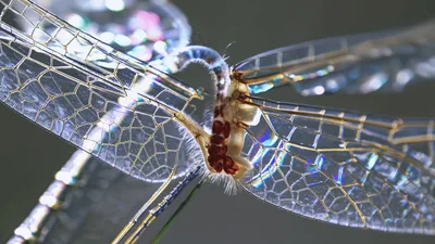 Macro Close Up Of A Dragonfly Resting On A Stem