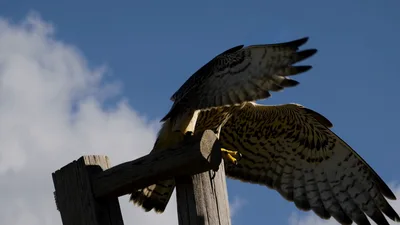 Peregrine Falcon Perched On Wooden Post Spreading Wings