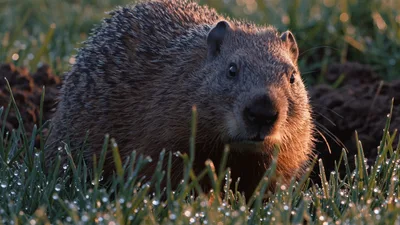 Groundhog Foraging In Dewy Grass At Sunrise