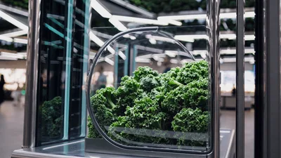 Fresh Kale Growing In A Modern Indoor Hydroponic System