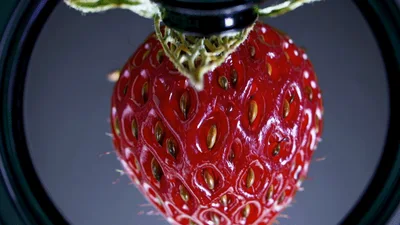 Time Lapse Of Strawberry Decomposing Under Magnifying Glass