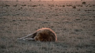 Male Lion Resting In The African Savanna At Sunset