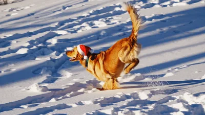 Golden Retriever Wearing Santa Hat Running Through Deep Snow