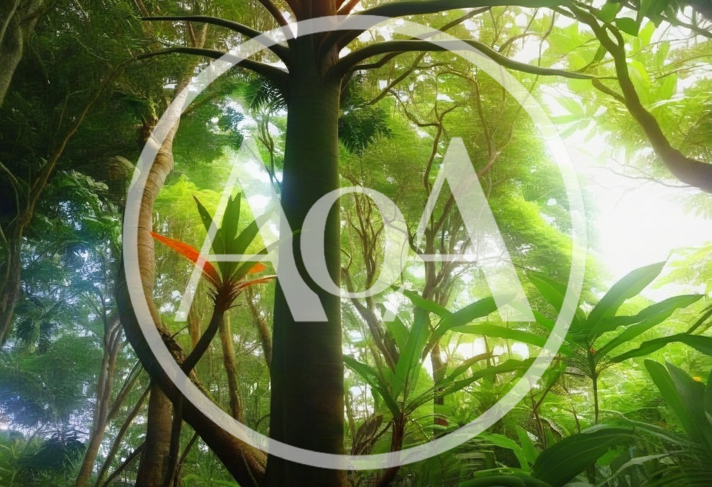 Lush Tropical Rainforest Canopy With Sunlight Filtering Through