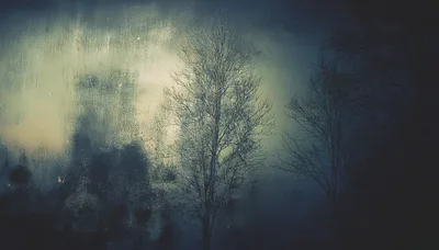 Bare Trees Seen Through A Foggy Window